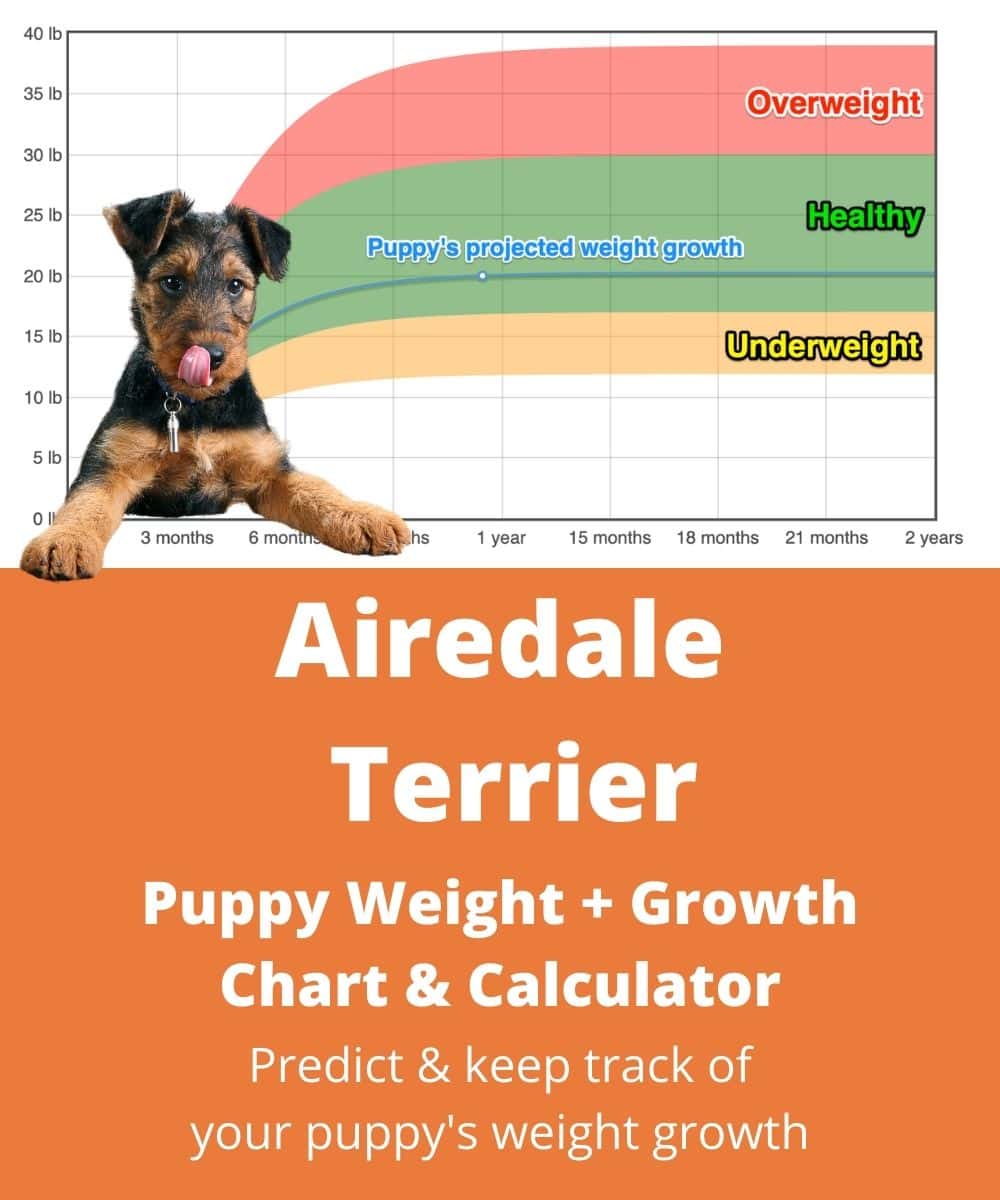 airedale-terrier Puppy Weight Growth Chart airedale-terrier Puppy Weight Growth Chart